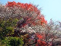 神代　四季桜