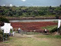 寄島園地・三郎島（アッケシソウ）