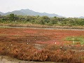 寄島園地・三郎島（アッケシソウ）