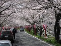 久世トンネル桜