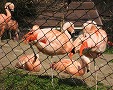 池田動物園