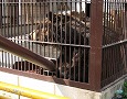 池田動物園