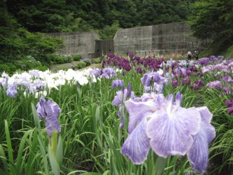 久米南町花菖蒲まつり