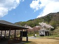 声ヶ乢（こえがたわ）の桜