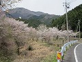 声ヶ乢（こえがたわ）の桜