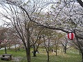 声ヶ乢（こえがたわ）の桜