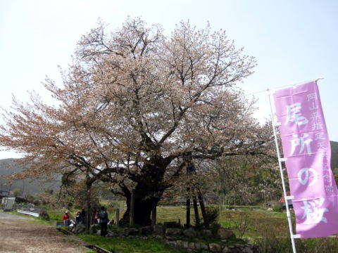 尾所（おそ）の桜