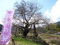 尾所（おそ）の桜