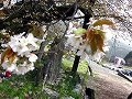 尾所（おそ）の桜