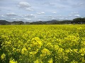 県農林水産総合センター