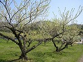 室原すもも園