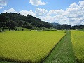 吉備中央町　案山子祭り