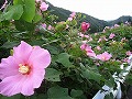 芙蓉ロード