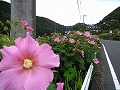 芙蓉ロード