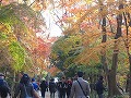 下鴨神社