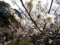 北野天満宮