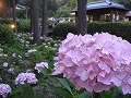 三室戸寺