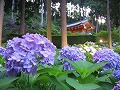 三室戸寺