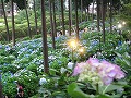 三室戸寺