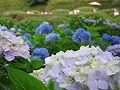 三室戸寺