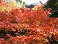 東福寺