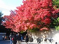 東福寺