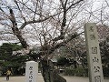 清水界隈・円山公園