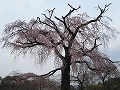 清水界隈・円山公園