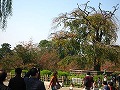 清水界隈・円山公園