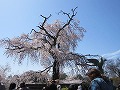 清水界隈・円山公園