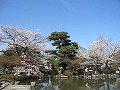 清水界隈・円山公園