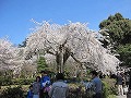 清水界隈・円山公園