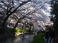 清水界隈・円山公園