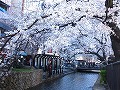 清水界隈・円山公園