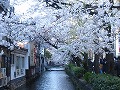 清水界隈・円山公園