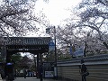 清水界隈・円山公園