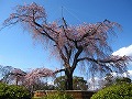 清水界隈・円山公園