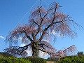 清水界隈・円山公園