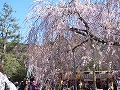 清水界隈・円山公園