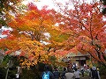 常寂光寺