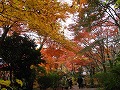 常寂光寺