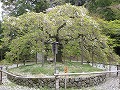 大原野神社