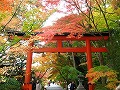 大原野神社