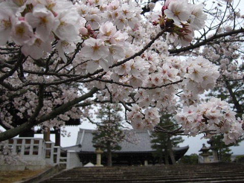 金戒光明寺