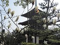 法輪寺