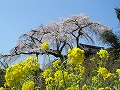 地蔵禅院