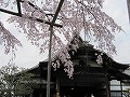 醍醐寺