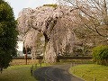 醍醐寺