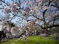 醍醐寺