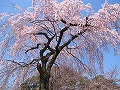 醍醐寺